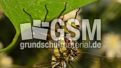 Blaugrüne Mosaikjungfer  (20).jpg